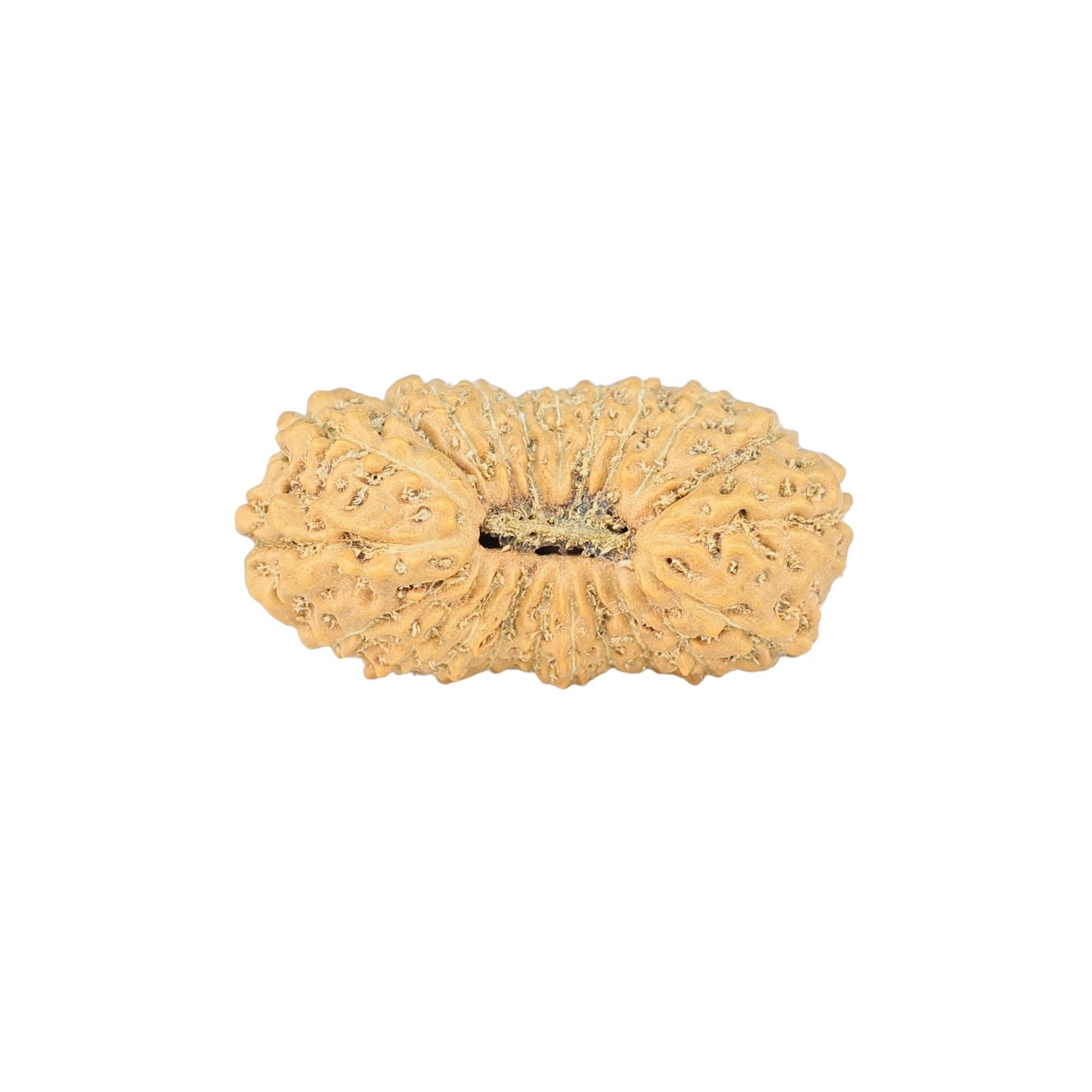 22 Mukhi Rudraksha 21.9mm 1.42gm - Rudraksha