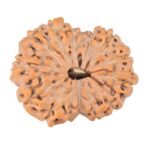 14 Mukhi Rudraksha 22.2mm 2.58gm - Origin: Indonesia - Rudraksha