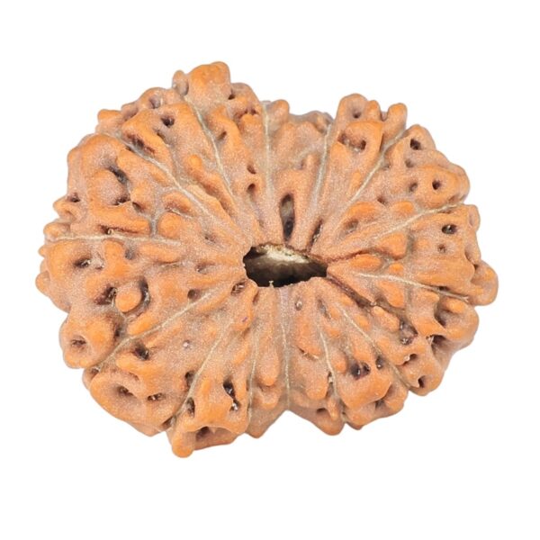 14 Mukhi Rudraksha 22.2mm 2.58gm - Origin: Indonesia - Rudraksha