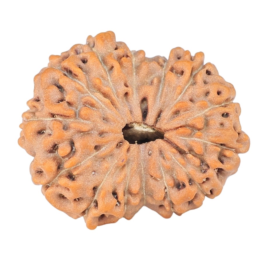 14 Mukhi Rudraksha 22.2mm 2.58gm - Origin: Indonesia - Rudraksha