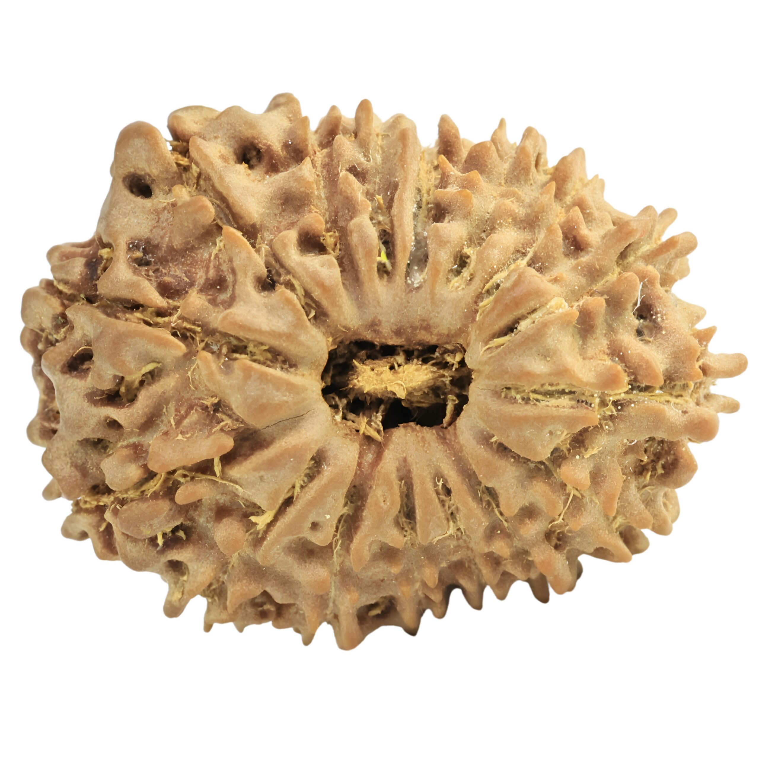 16 Mukhi Rudraksha 25.1mm 3.3gm - Rudraksha