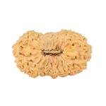 20 Mukhi Rudraksha 24.6mm 2.5gm - Rudraksha