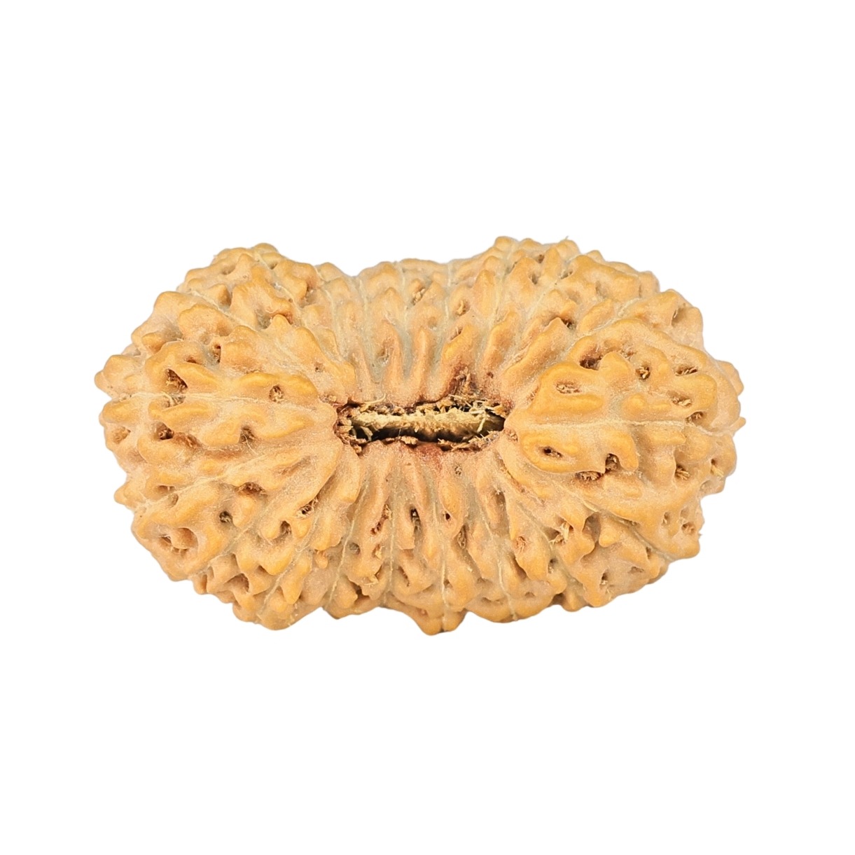 20 Mukhi Rudraksha 24.6mm 2.5gm - Rudraksha