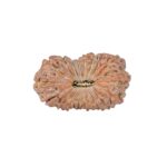 19 Mukhi Rudraksha 23.9mm 2.25gm - Rudraksha