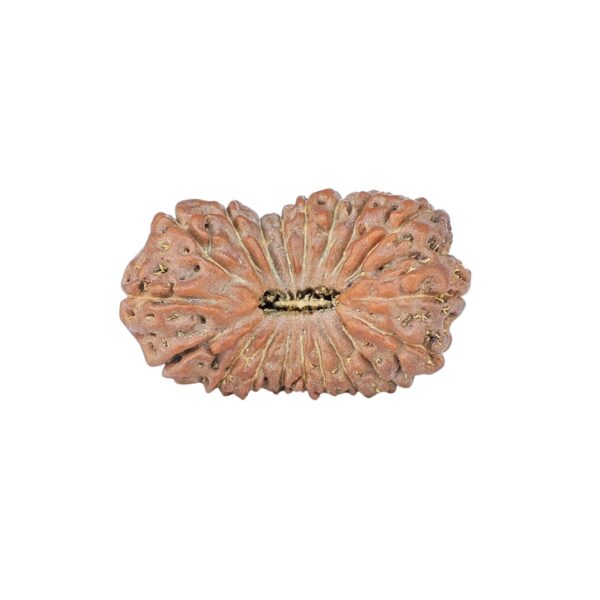 19 Mukhi Rudraksha 23.9mm 2.25gm - Rudraksha