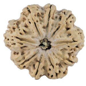 9 Mukhi Rudraksha 29.8mm 5.72gm - Origin: Nepal - Rudraksha