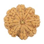 8 Mukhi Rudraksha 28.8mm 7.17gm - Rudraksha