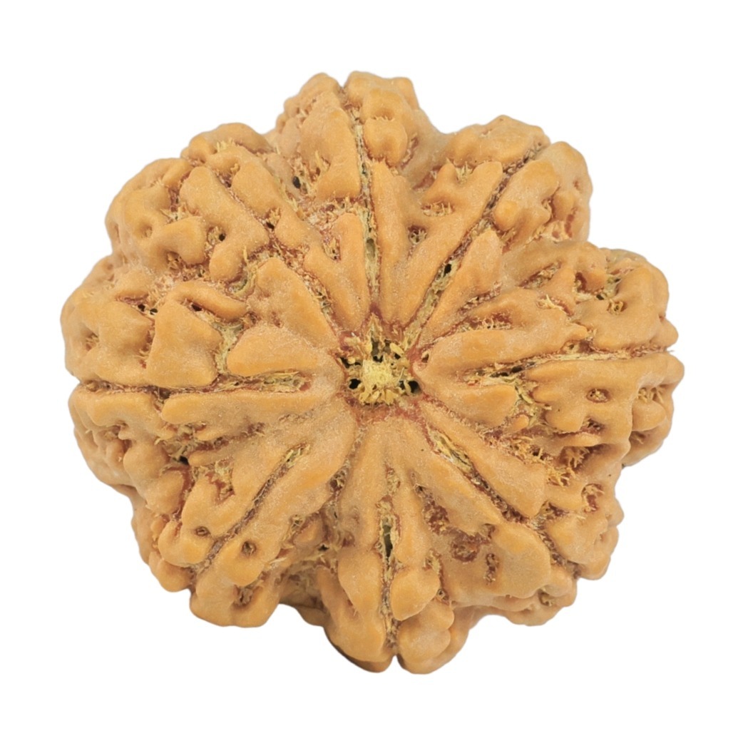 8 Mukhi Rudraksha 28.8mm 7.17gm - Rudraksha