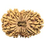17 Mukhi Rudraksha 30.7mm 3.17gm - Rudraksha
