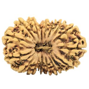 17 Mukhi Rudraksha 30.7mm 3.17gm - Rudraksha