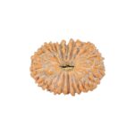 20 Mukhi Rudraksha 15.9mm 1gm - Rudraksha
