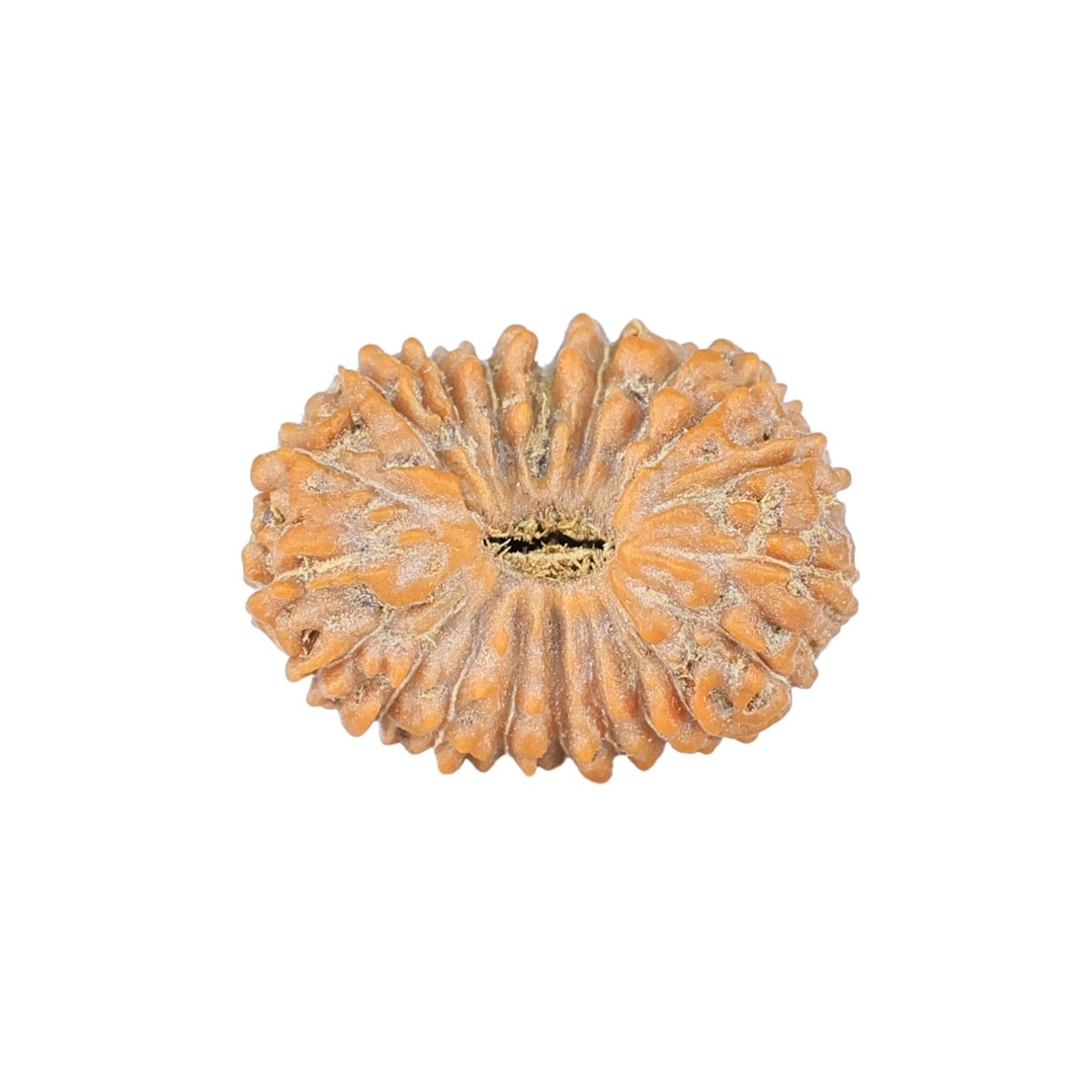 20 Mukhi Rudraksha 15.9mm 1gm - Rudraksha