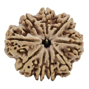 9 Mukhi Rudraksha 30.2mm 6.63gm - Rudraksha