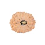 16 Mukhi Rudraksha 21.7mm 2.44gm - Rudraksha