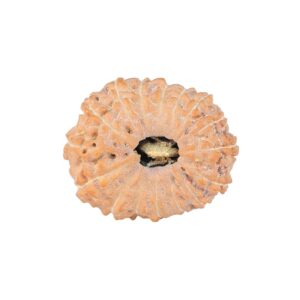 16 Mukhi Rudraksha 21.7mm 2.44gm - Rudraksha