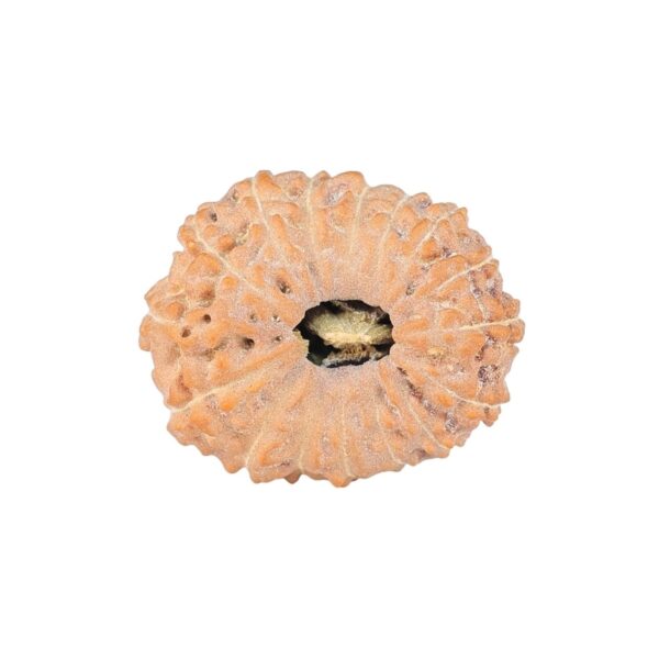 16 Mukhi Rudraksha 21.7mm 2.44gm - Rudraksha