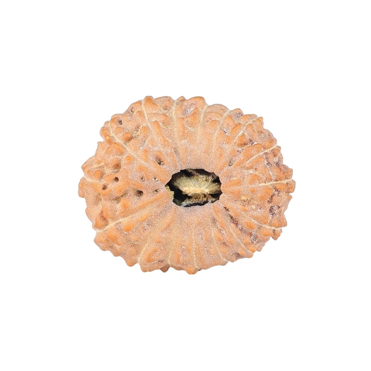 16 Mukhi Rudraksha 21.7mm 2.44gm - Rudraksha
