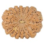 16 Mukhi Rudraksha 37.9mm 10.44gm - Rudraksha