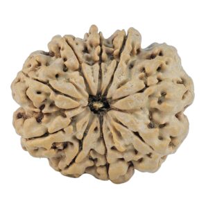 9 Mukhi Rudraksha 29.3mm 6gm - Rudraksha