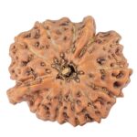 12 Mukhi Triple Ganesh 18.4mm 1.73gm - Rudraksha