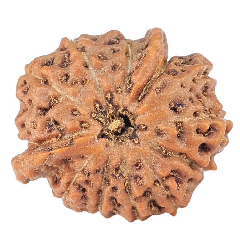 12 Mukhi Triple Ganesh 18.4mm 1.73gm - Rudraksha