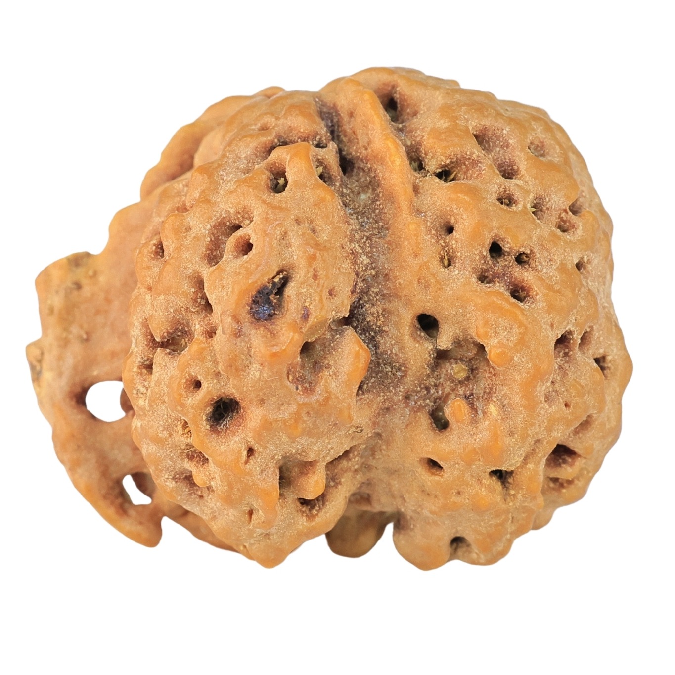( U/D ) Ganesh 25.7mm 4.85gm - Rudraksha