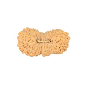 24 Mukhi Rudraksha 23.5mm 1.8gm - Rudraksha