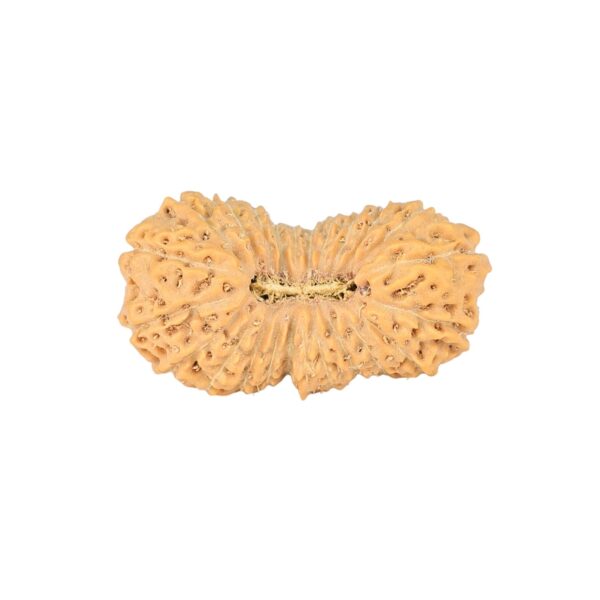 24 Mukhi Rudraksha 23.5mm 1.8gm - Rudraksha