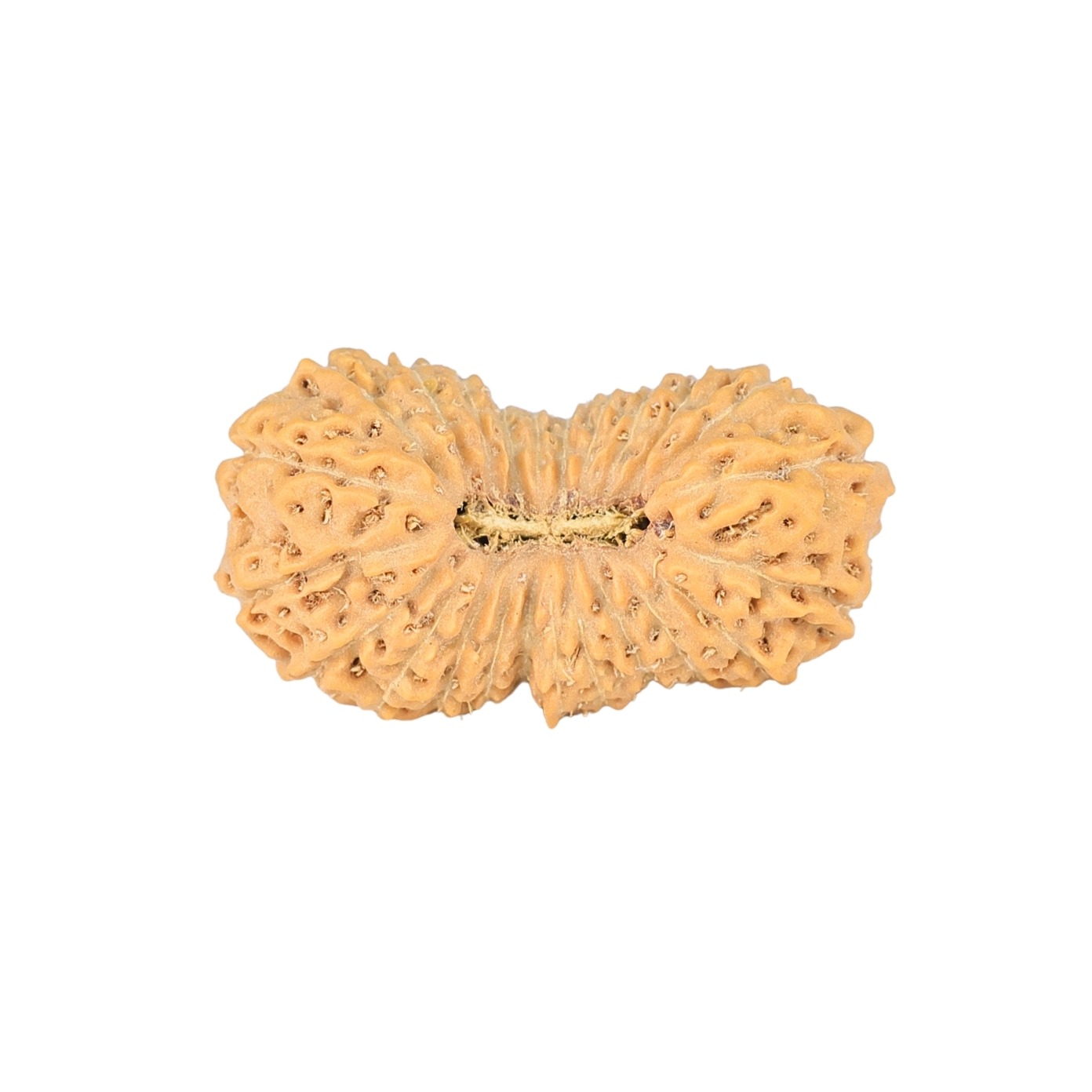 24 Mukhi Rudraksha 23.5mm 1.8gm - Rudraksha