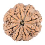 8 Mukhi Rudraksha 32.3mm 9.51gm - Rudraksha