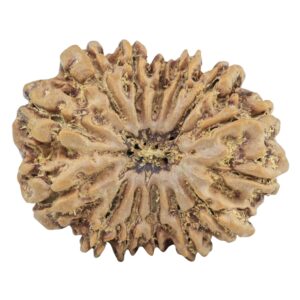 14 Mukhi Rudraksha 28.8mm 5gm - Rudraksha
