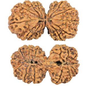 14 Mk Gaurishankar 35.8mm 5.68gm - Rudraksha