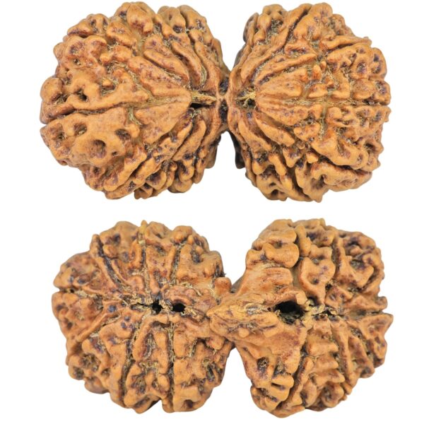 14 Mk Gaurishankar 35.8mm 5.68gm - Rudraksha