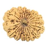 17 Mukhi Rudraksha 40.5mm 10.32gm - Rudraksha