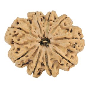 9 Mukhi Rudraksha 32.8mm 6.46gm - Rudraksha