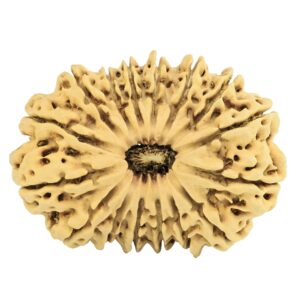 16 Mukhi Rudraksha 35.2mm 4.28gm - Rudraksha