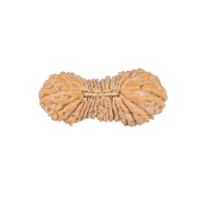 30 Mukhi Rudraksha 21.1mm 0.73gm - Rudraksha