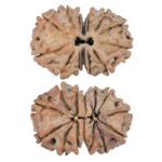 14 Mk Gaurishankar 21.4mm 2.26gm - Rudraksha