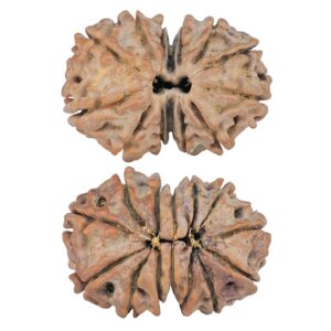 14 Mk Gaurishankar 21.4mm 2.26gm - Rudraksha