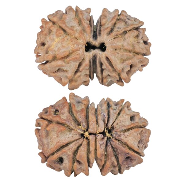 14 Mk Gaurishankar 21.4mm 2.26gm - Rudraksha
