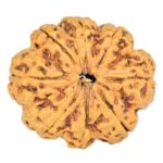 8 Mukhi Rudraksha 25.3mm 3.68gm - Rudraksha
