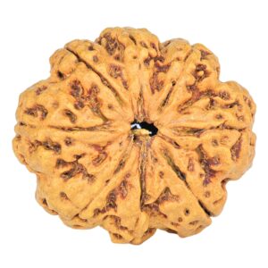 8 Mukhi Rudraksha 25.3mm 3.68gm - Rudraksha