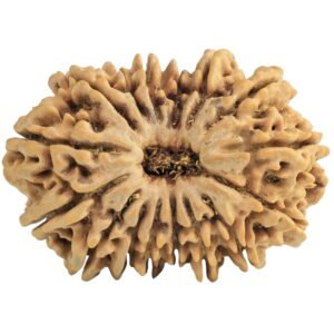16 Mukhi Rudraksha 31.1mm 5.12gm - Rudraksha
