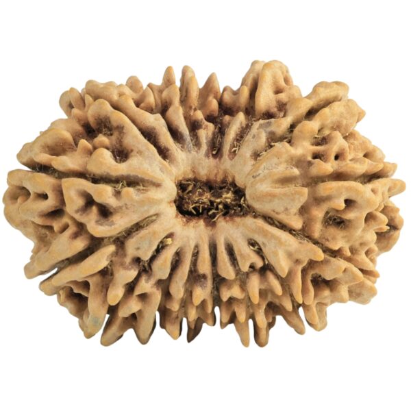 16 Mukhi Rudraksha 31.1mm 5.12gm - Rudraksha