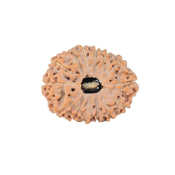 14 Mukhi Rudraksha 21.9mm 2.56gm - Rudraksha
