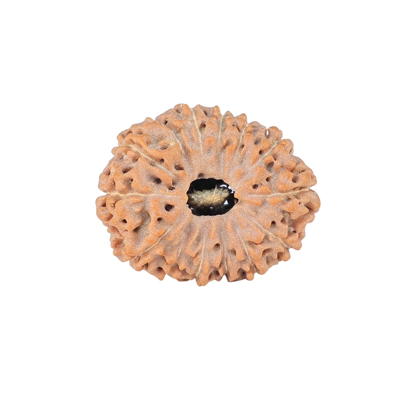 14 Mukhi Rudraksha 21.9mm 2.56gm - Rudraksha