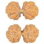 10 Mk Gaurishankar 43.4mm 10.56gm - Rudraksha