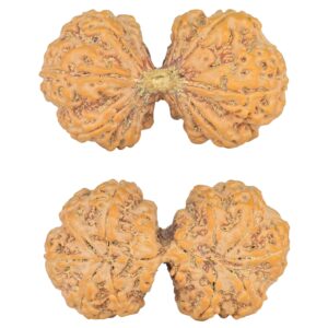10 Mk Gaurishankar 43.4mm 10.56gm - Rudraksha