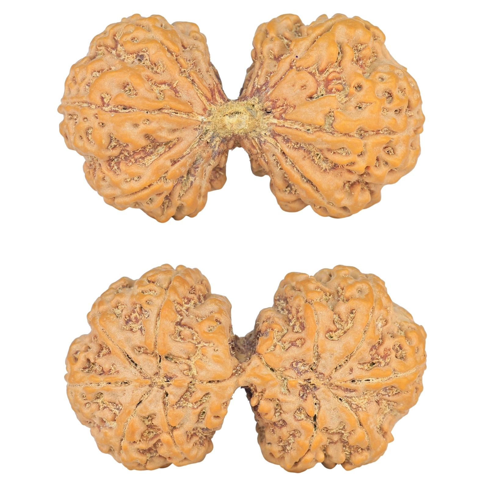 10 Mk Gaurishankar 43.4mm 10.56gm - Rudraksha