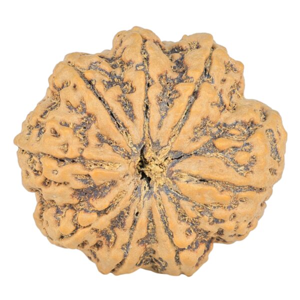 8 Mukhi Rudraksha 31.1mm 7.43gm - Rudraksha